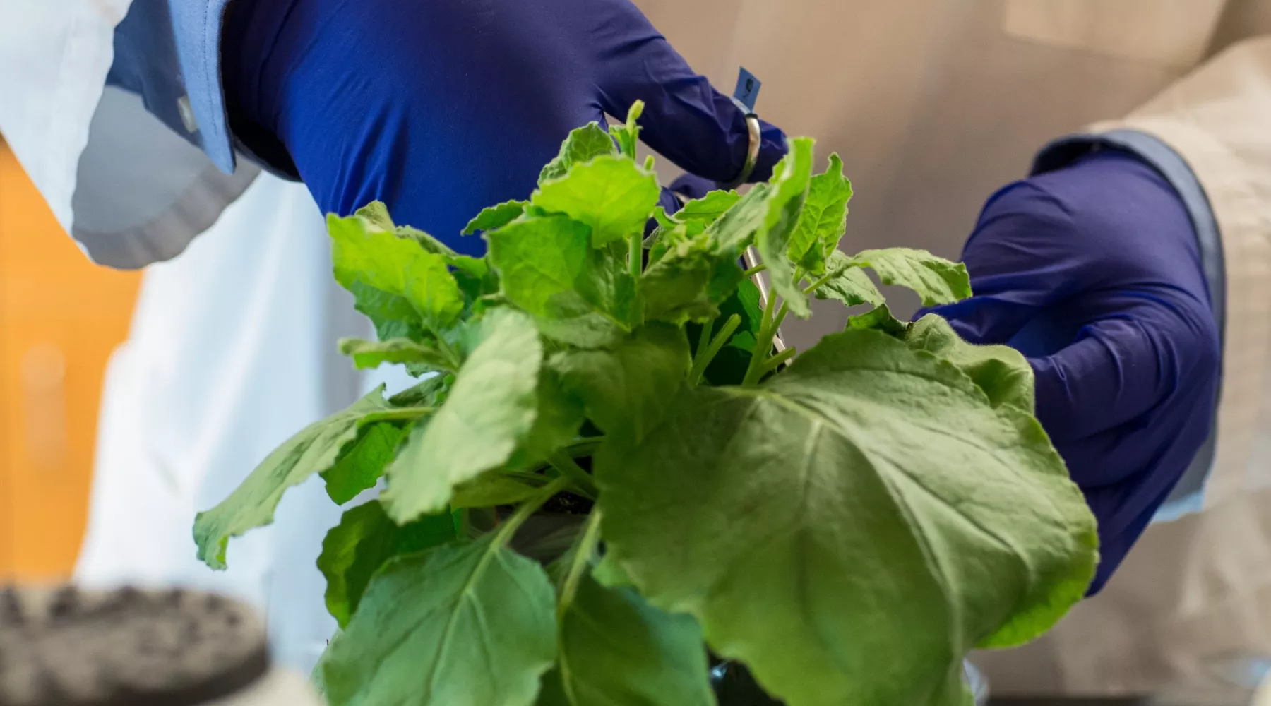 Close-up of a researcher trimming tobacco plants in a lab