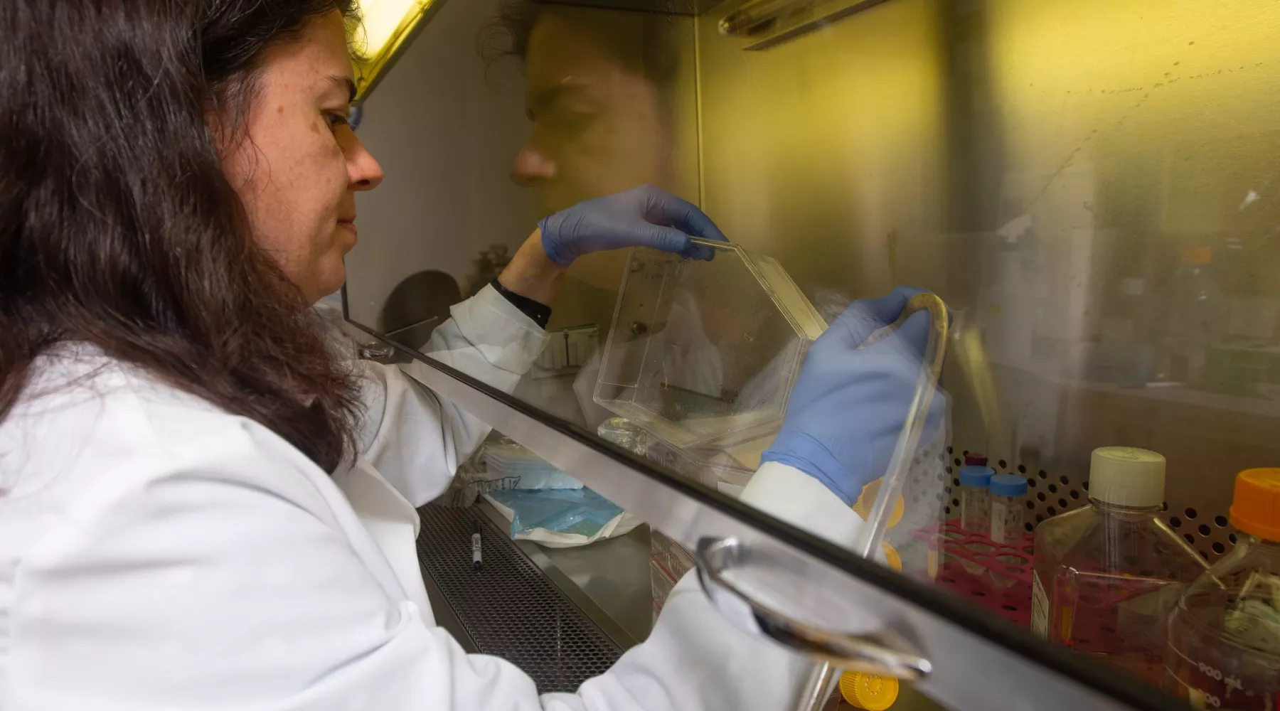 A researcher using laboratory equipment underneath a vent hood