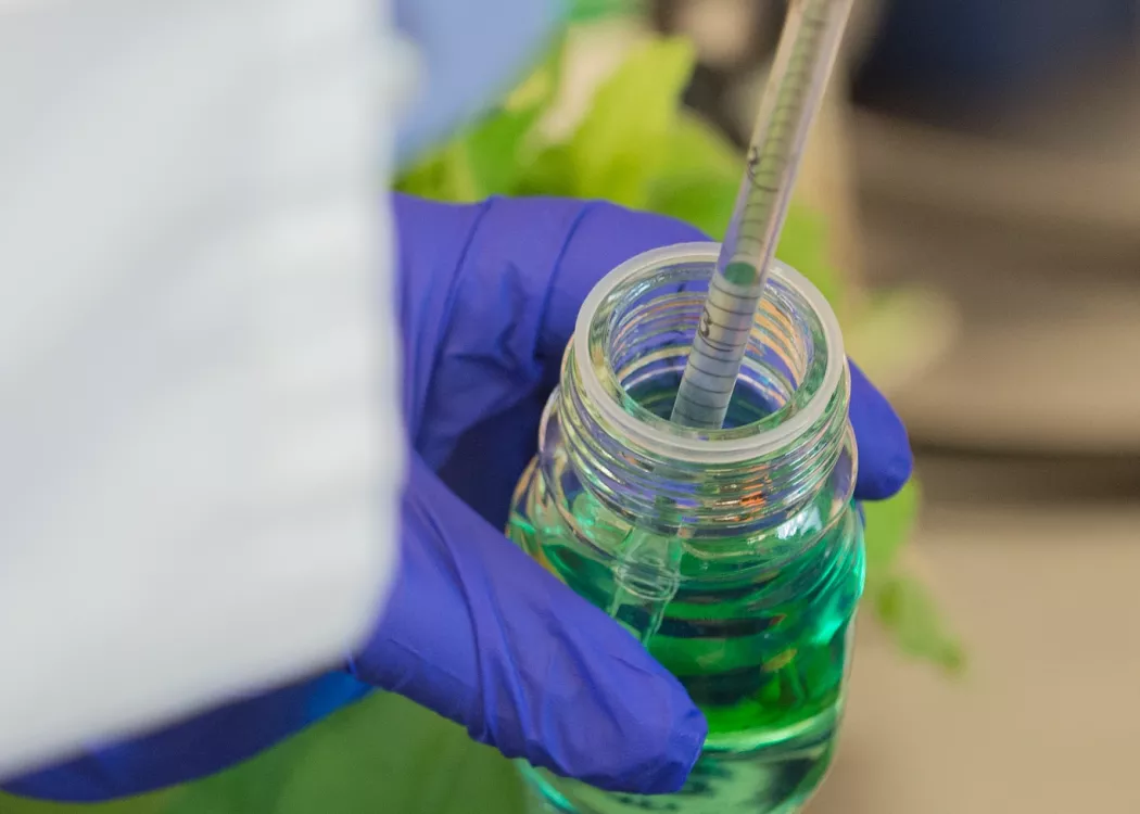 Close-up of a solution in a lab being held by a researcher wearing gloves